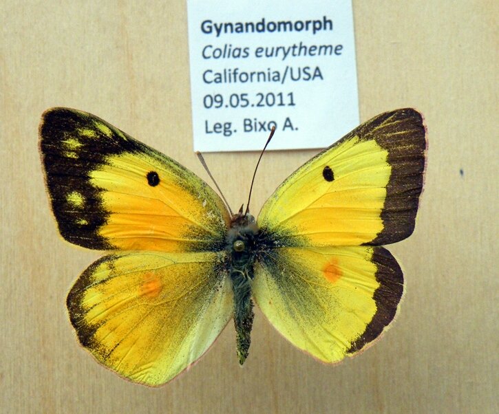 Colias eurytheme gynandromorph (Internet Image property of respective owner, non-commercial use only)